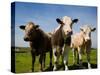 Cattle, County Waterford, Ireland-null-Stretched Canvas