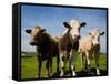 Cattle, County Waterford, Ireland-null-Framed Stretched Canvas