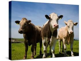 Cattle, County Waterford, Ireland-null-Stretched Canvas