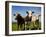 Cattle, County Waterford, Ireland-null-Framed Photographic Print