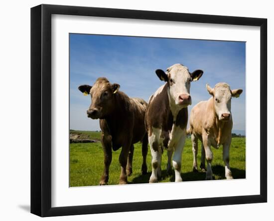 Cattle, County Waterford, Ireland-null-Framed Photographic Print