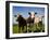 Cattle, County Waterford, Ireland-null-Framed Photographic Print