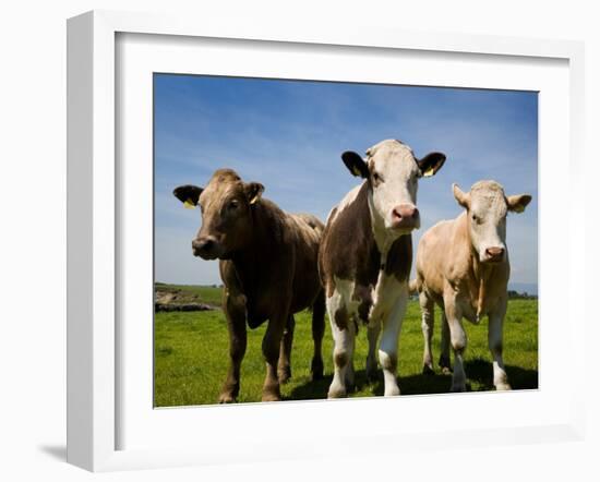 Cattle, County Waterford, Ireland-null-Framed Photographic Print