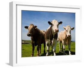 Cattle, County Waterford, Ireland-null-Framed Photographic Print