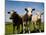 Cattle, County Waterford, Ireland-null-Mounted Photographic Print