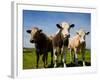 Cattle, County Waterford, Ireland-null-Framed Photographic Print