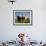 Cattle, County Waterford, Ireland-null-Framed Photographic Print displayed on a wall