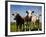 Cattle, County Waterford, Ireland-null-Framed Photographic Print