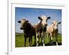 Cattle, County Waterford, Ireland-null-Framed Photographic Print