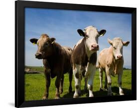 Cattle, County Waterford, Ireland-null-Framed Photographic Print