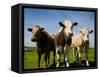 Cattle, County Waterford, Ireland-null-Framed Stretched Canvas