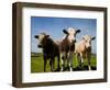 Cattle, County Waterford, Ireland-null-Framed Photographic Print