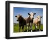 Cattle, County Waterford, Ireland-null-Framed Photographic Print