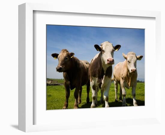 Cattle, County Waterford, Ireland-null-Framed Photographic Print