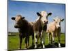 Cattle, County Waterford, Ireland-null-Mounted Photographic Print