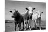 Cattle, County Waterford, Ireland-null-Mounted Photographic Print