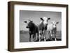 Cattle, County Waterford, Ireland-null-Framed Photographic Print
