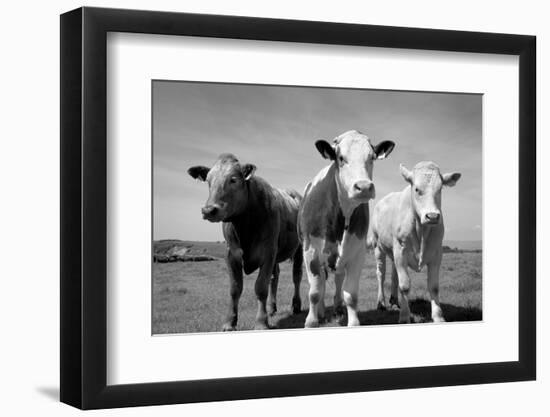 Cattle, County Waterford, Ireland-null-Framed Photographic Print