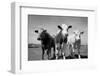 Cattle, County Waterford, Ireland-null-Framed Photographic Print