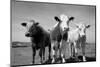 Cattle, County Waterford, Ireland-null-Mounted Photographic Print