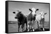 Cattle, County Waterford, Ireland-null-Framed Stretched Canvas