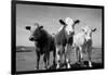 Cattle, County Waterford, Ireland-null-Framed Photographic Print