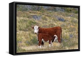 Cattle Cow with Calf-null-Framed Stretched Canvas