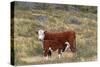 Cattle Cow with Calf-null-Stretched Canvas
