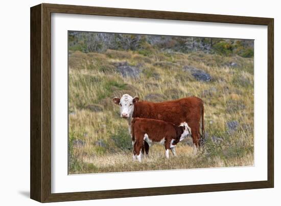 Cattle Cow with Calf-null-Framed Photographic Print