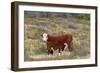 Cattle Cow with Calf-null-Framed Photographic Print