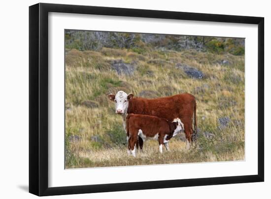 Cattle Cow with Calf-null-Framed Photographic Print