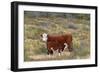 Cattle Cow with Calf-null-Framed Photographic Print