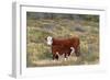 Cattle Cow with Calf-null-Framed Photographic Print