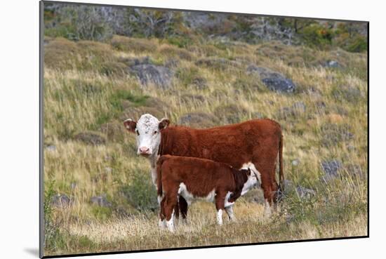 Cattle Cow with Calf-null-Mounted Photographic Print