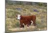 Cattle Cow with Calf-null-Mounted Photographic Print
