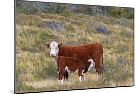 Cattle Cow with Calf-null-Mounted Photographic Print