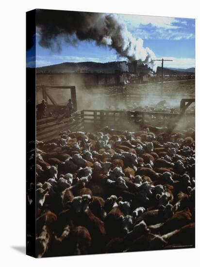 Cattle Drive at Trinchera Ranch-Loomis Dean-Stretched Canvas