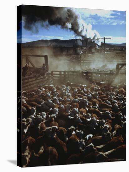 Cattle Drive at Trinchera Ranch-Loomis Dean-Stretched Canvas