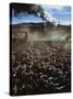Cattle Drive at Trinchera Ranch-Loomis Dean-Stretched Canvas