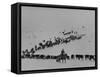 Cattle Drive on Snowy Landscape to Virginia City-Ralph Crane-Framed Stretched Canvas
