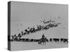 Cattle Drive on Snowy Landscape to Virginia City-Ralph Crane-Stretched Canvas