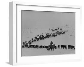 Cattle Drive on Snowy Landscape to Virginia City-Ralph Crane-Framed Photographic Print