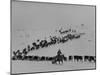 Cattle Drive on Snowy Landscape to Virginia City-Ralph Crane-Mounted Photographic Print
