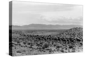 Cattle Drive through Desert-Hutchings, Selar S.-Stretched Canvas