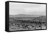 Cattle Drive through Desert-Hutchings, Selar S.-Framed Stretched Canvas