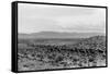 Cattle Drive through Desert-Hutchings, Selar S.-Framed Stretched Canvas