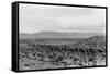 Cattle Drive through Desert-Hutchings, Selar S.-Framed Stretched Canvas