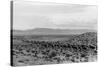 Cattle Drive through Desert-Hutchings, Selar S.-Stretched Canvas