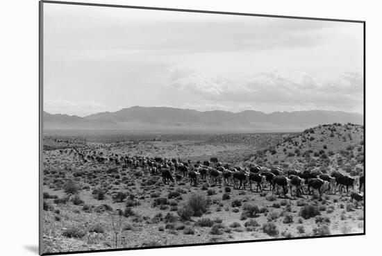 Cattle Drive through Desert-Hutchings, Selar S.-Mounted Photographic Print