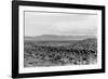 Cattle Drive through Desert-Hutchings, Selar S.-Framed Photographic Print